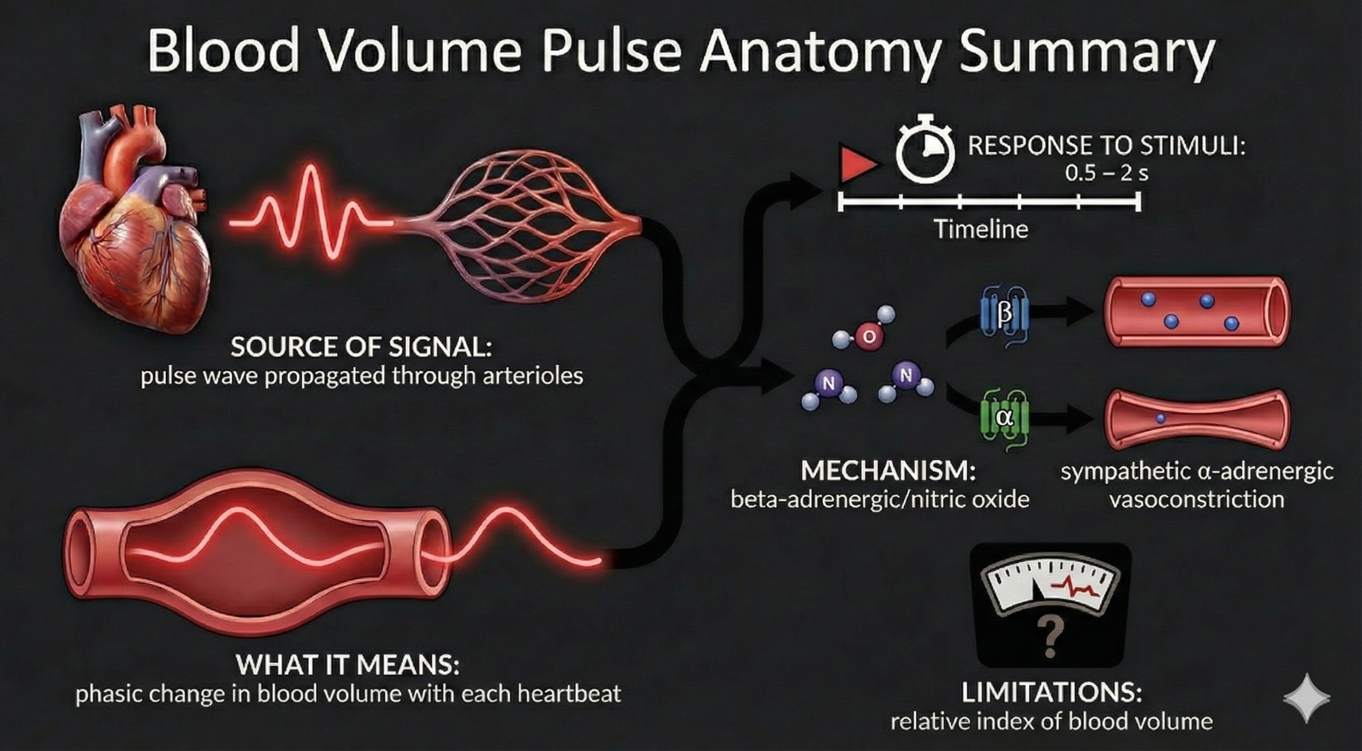 BVP anatomy summary table